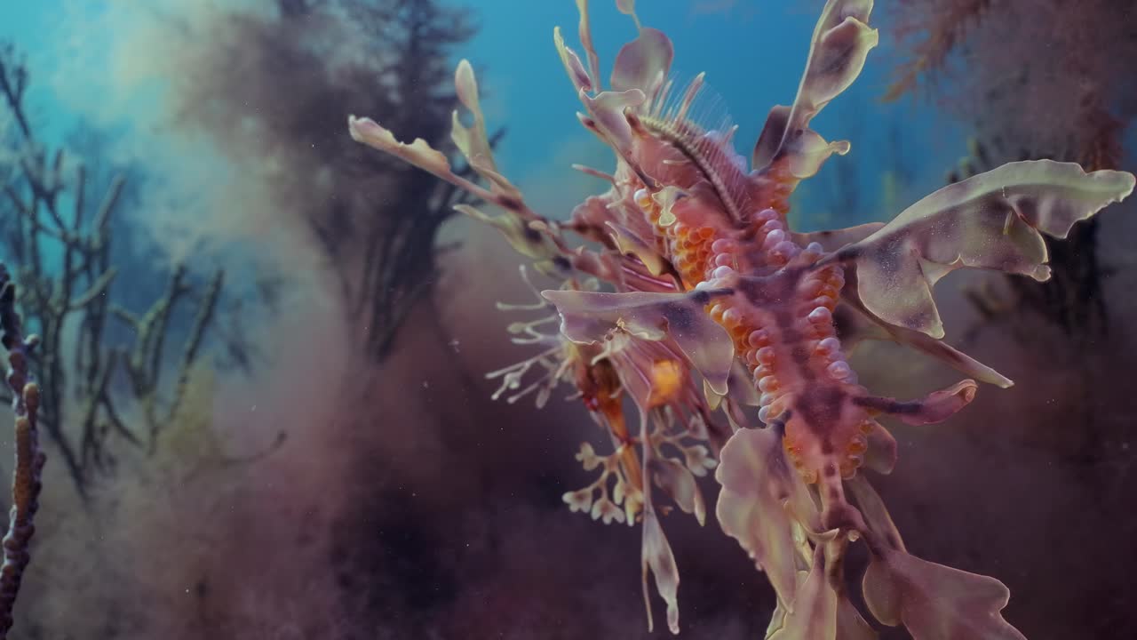 dragón de mar frondoso con huevos 4k cámara lenta sur de australia
