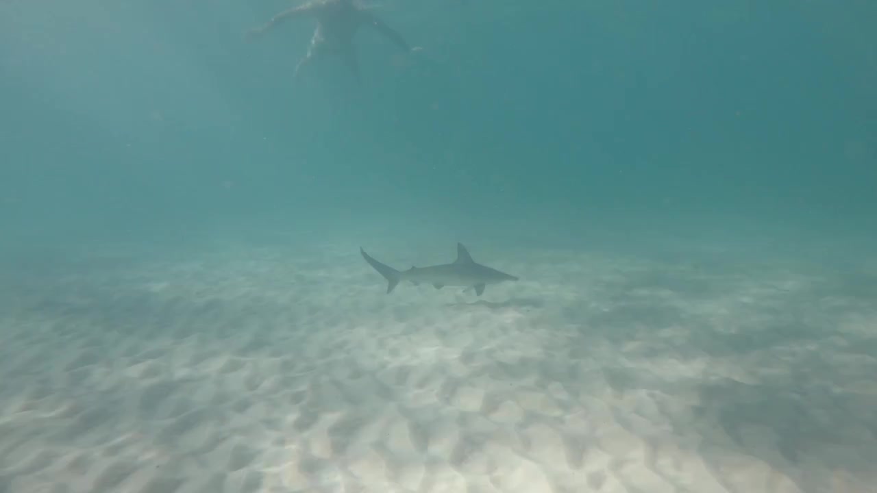 A Hammerhead shark hunts for prey below a group of people swimming in the ocean. Animal behaviour video