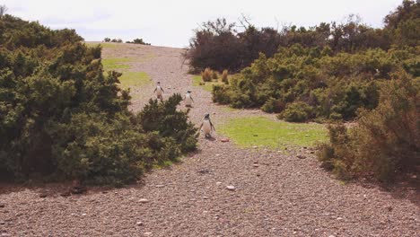 small group of megellanic penguins walking on the path between the green bushes on way to the nesting colony