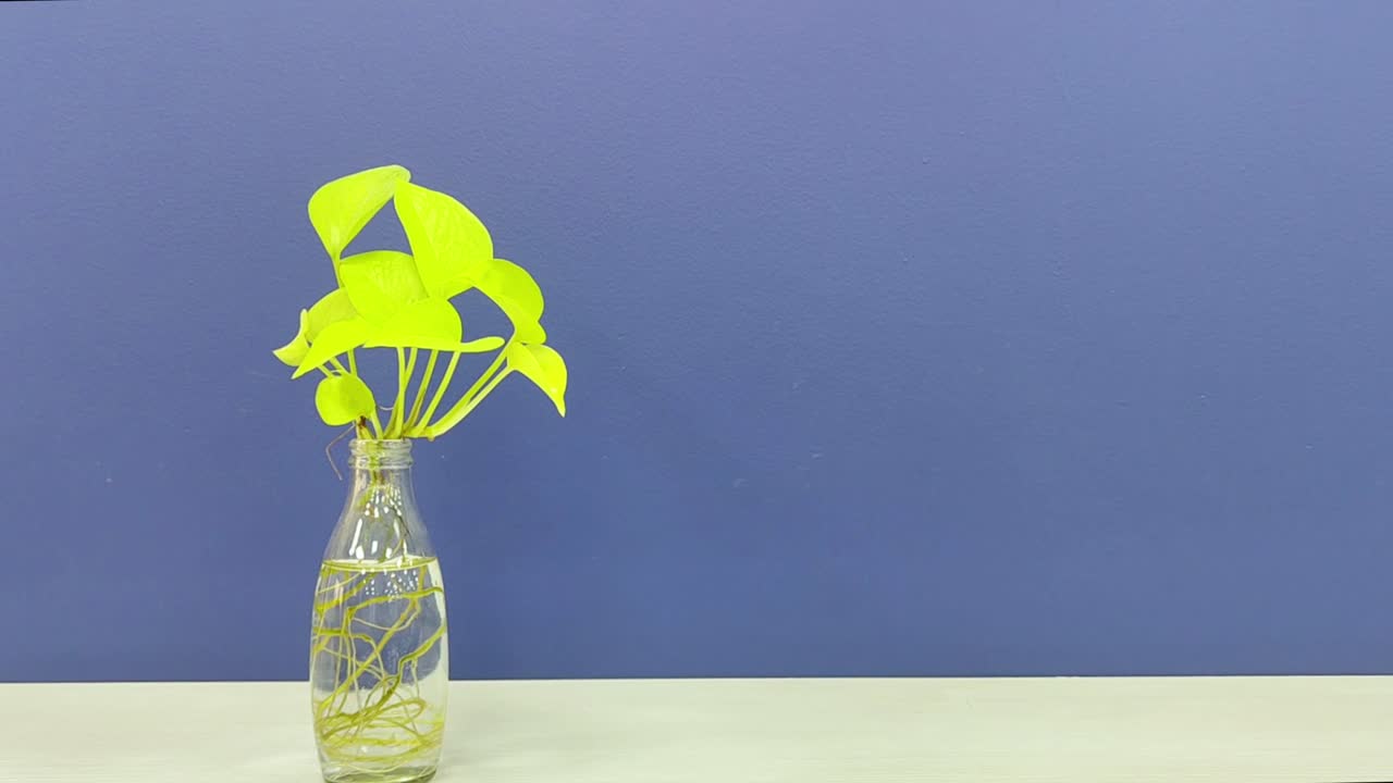 Vibrant green money plant with visible roots in transparent glass bottle against stylish blue background. indoor decor for home, office, wellness, eco-friendly and botanical themes.