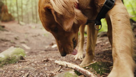 Golden-Retriever-welpe,-Der-Einen-Stock-Im-Wald-Kaut