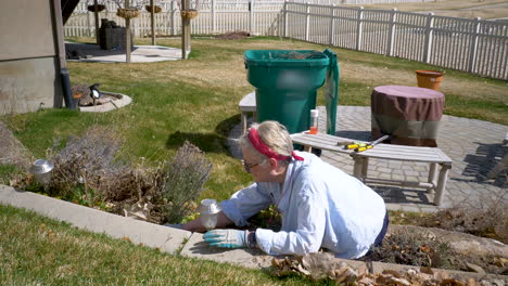 mature woman pulling weeds and cleaning the garden for spring