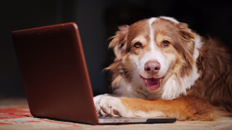 dog looks at laptop screen 02