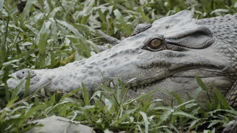 pan tiro de cocodrilo de cabeza a cola, el sol tomando el sol en la hierba alta cerca del río