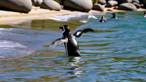 penguins at the shore