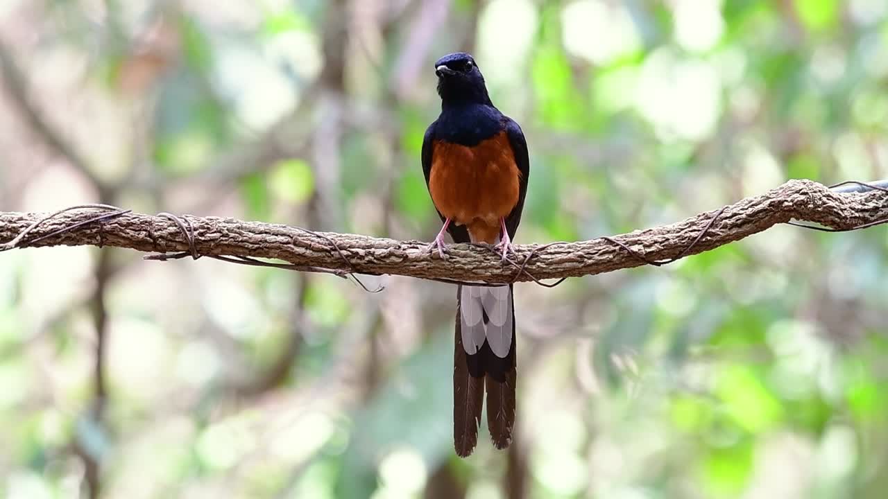 shama de rabadilla blanca encaramado en una vid con fondo bokeo del bosque, copsychus malabaricus, en cámara lenta