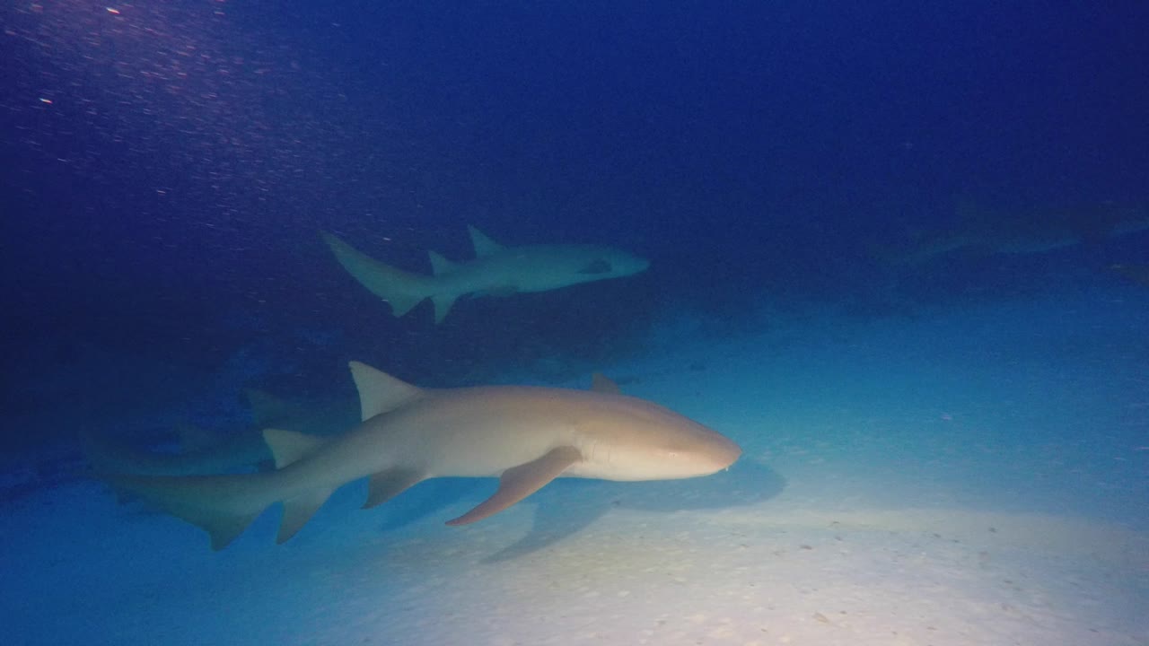 몰디브에서 황혼에 모래 위를 헤엄치는 간호사 상어