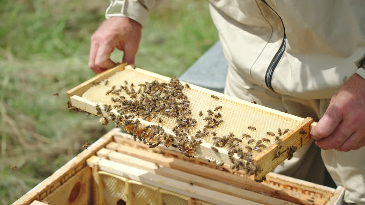 Bare male hands pick up half-frame from a bee hive. Beekeeper shakes off the honey insects from a frame with empty cells.