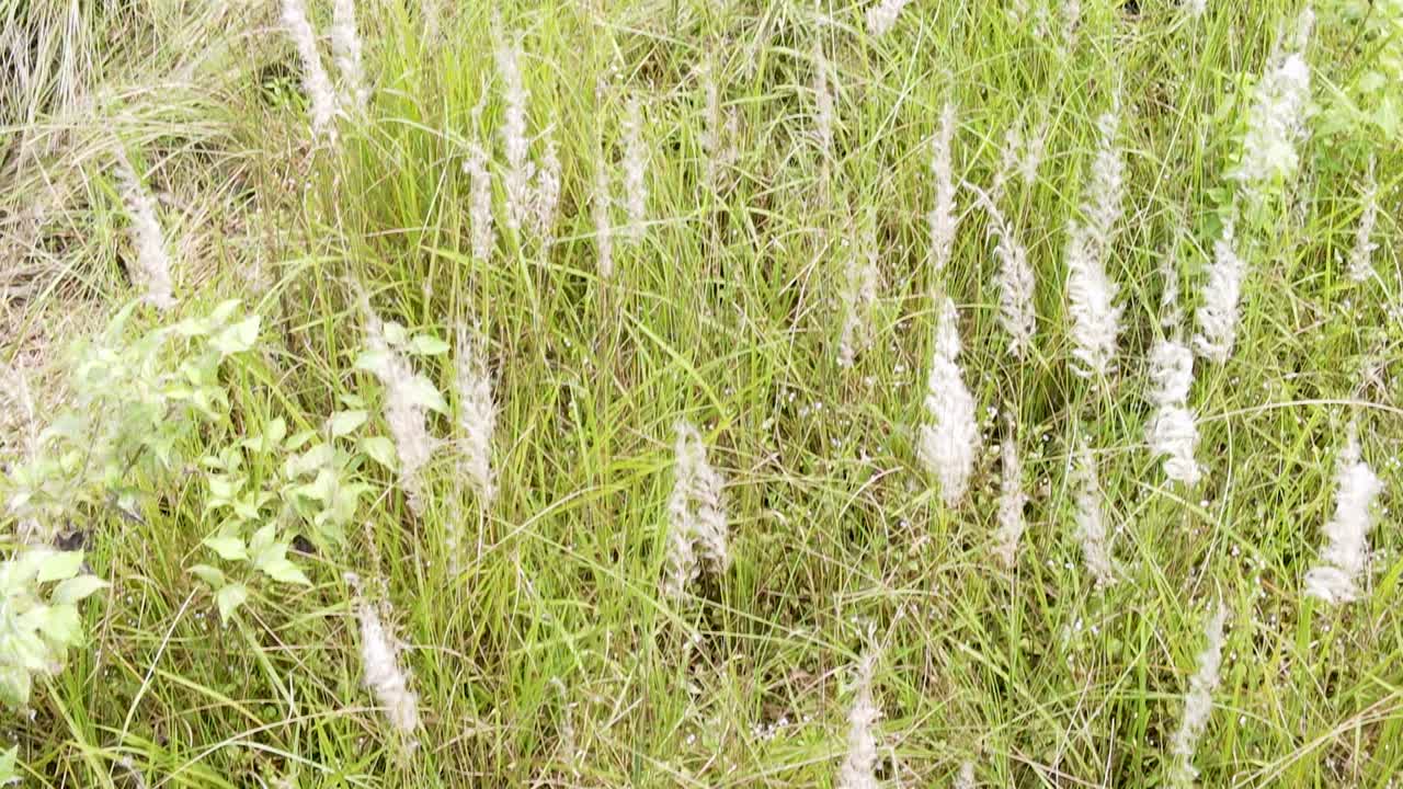 Wild Sugarcane Plant In Bangladesh - Close Up