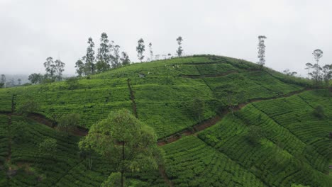 Plantación-De-Té-De-Hatton-En-Sri-Lanka-Durante-Un-Día-Brumoso-Con-Desplumadores