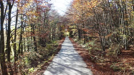 caminando por el bosque en otoño