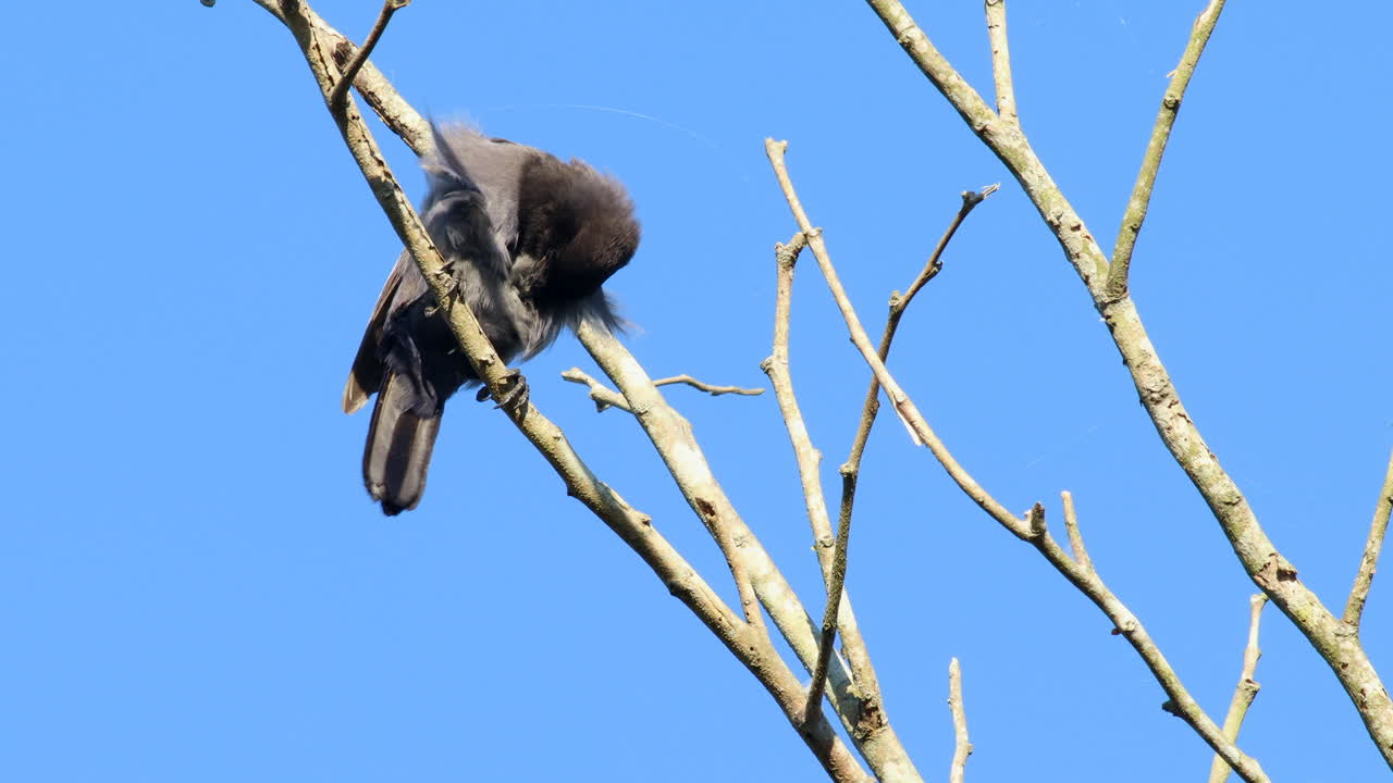 열대 회색 회색 제이는 열대 우림 정글 근처의 가지 푸른 하늘에 앉아 있습니다.