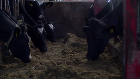 cows eating hay in a barn