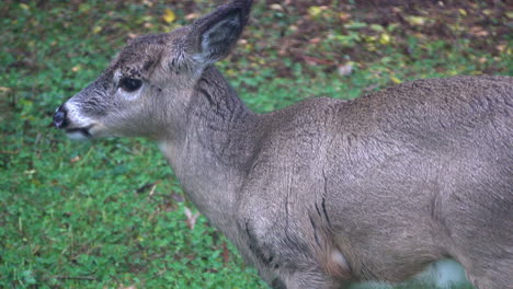 Deer-chews-grass-and-swallows-it