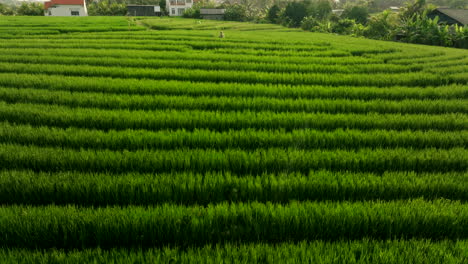 rows of verdant rice paddies in bali countryside with farmer spraying