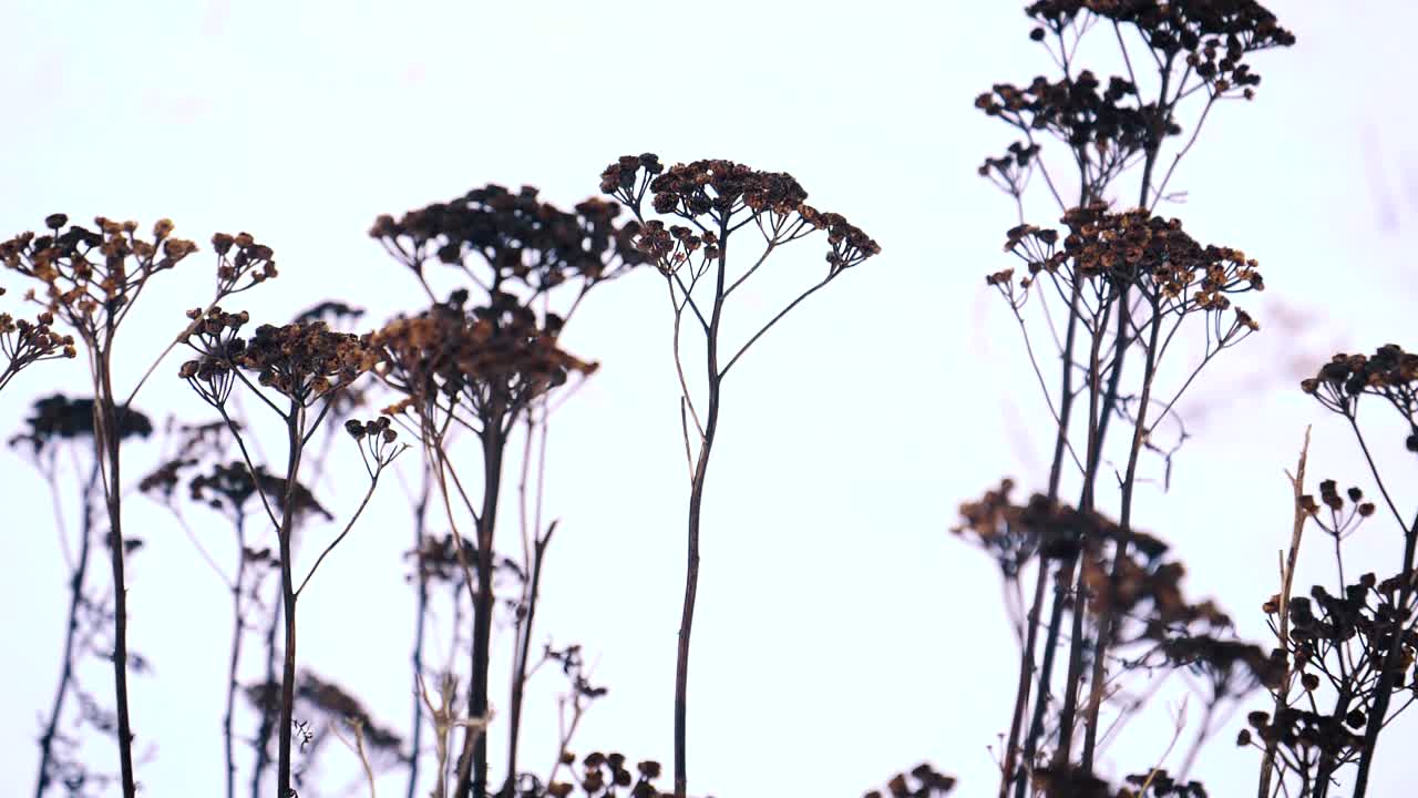 A close up footage of budding flowers from the plantation isolated on a clear sky.Panning right.