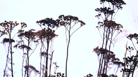 a close up footage of budding flowers from the plantation isolated on a clear sky.panning right.
