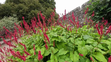 lush garden with red flowers and greenery