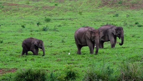 Los-Elefantes-Asiáticos-Son-Especies-En-Peligro-De-Extinción-Y-También-Son-Residentes-De-Tailandia