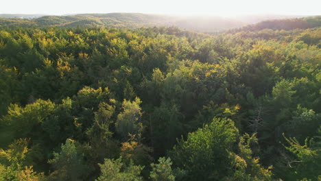 Drone-Flying-Backwards-Over-Lush-Forest-Woods-In-Witomino,-Gydnia-Poland