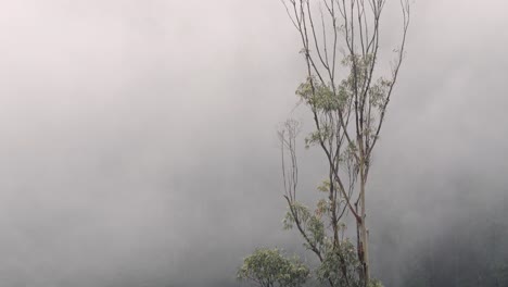 this cinematic nature clip timelapse captures the beauty of sri lanka’s upland rainforests, ideal for travel, documentary, and wellness themes.