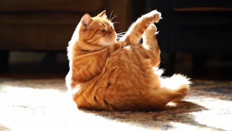 playful orange cat engaging in fun activity on rug: a delightful showcase of feline curiosity and playfulness in a sunlit living room setting