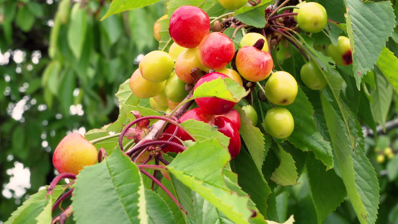 Red cherries ripening on the tree in sunlight