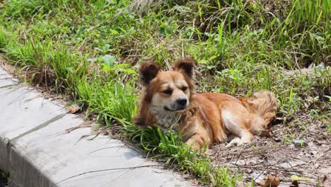 dog lying on grass next to pavement