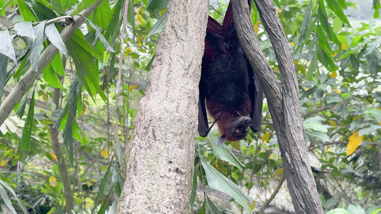 Un pipistrello della frutta di grandi dimensioni è appeso a testa in giù a un ramo di un albero in una lussureggiante foresta pluviale