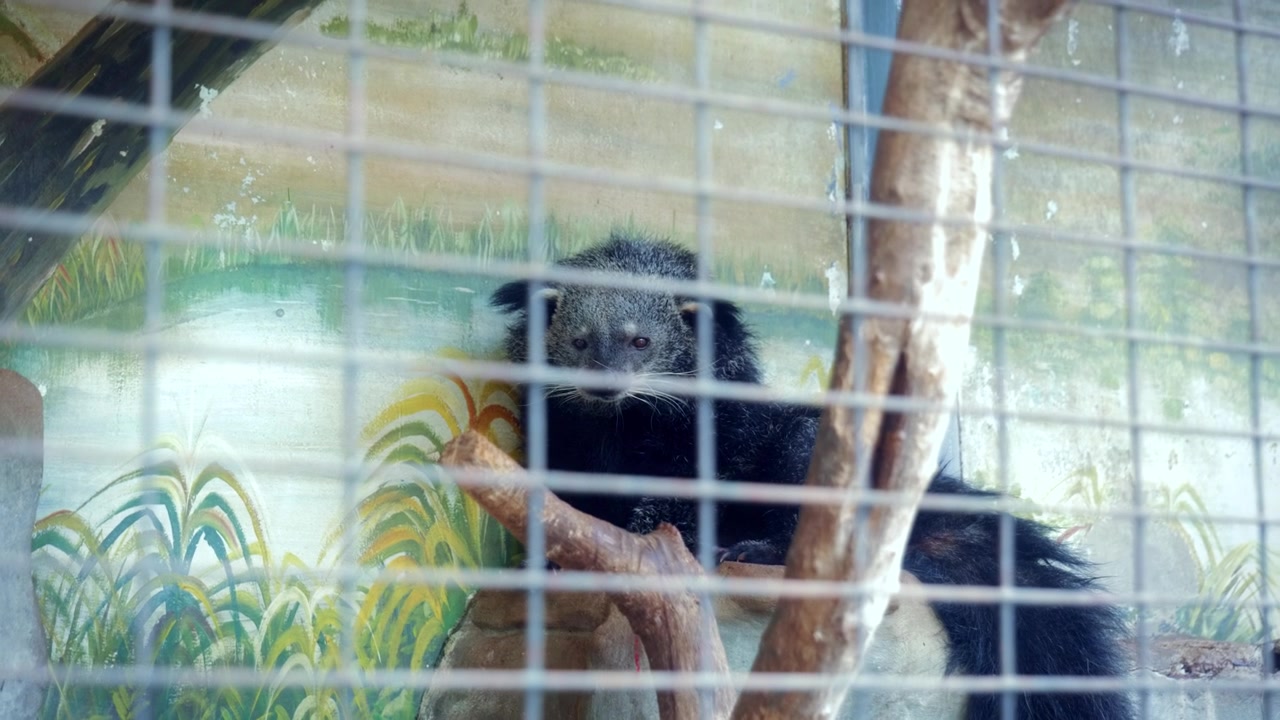 Close-up de um binturongue em cativeiro no Zoológico Pata em Bangkok, Tailândia.