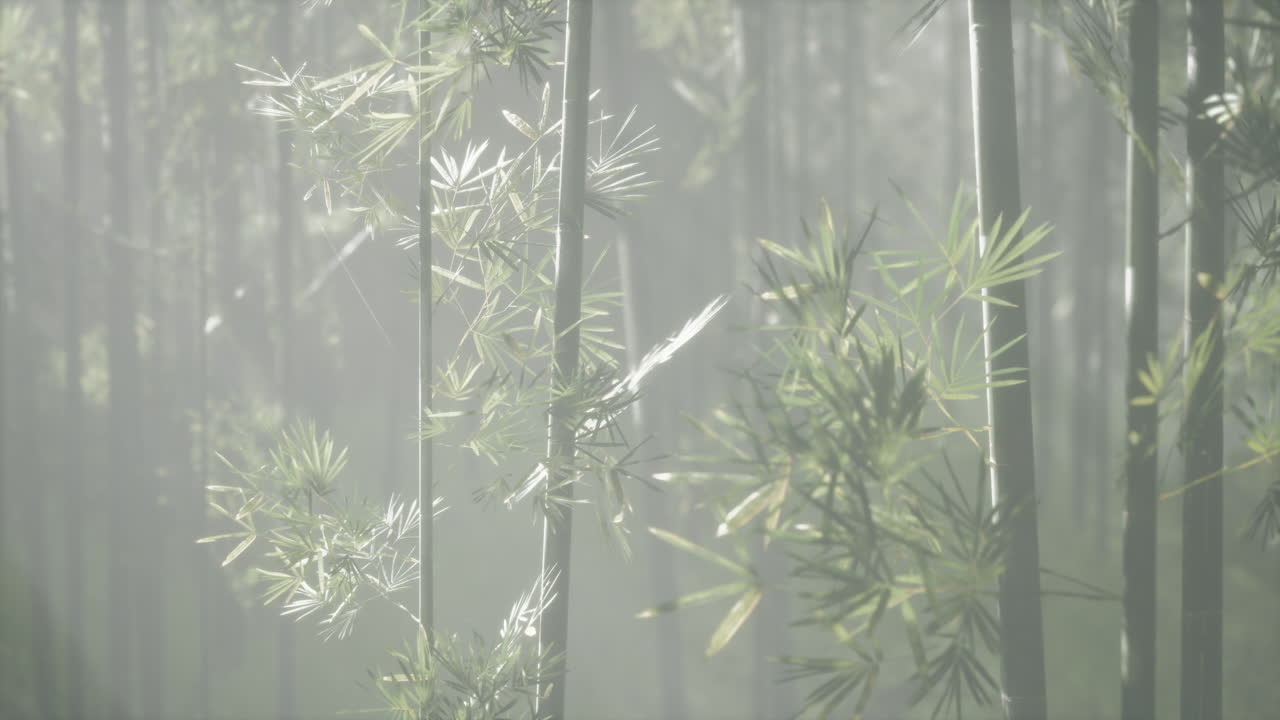 bosque de bambú en la niebla