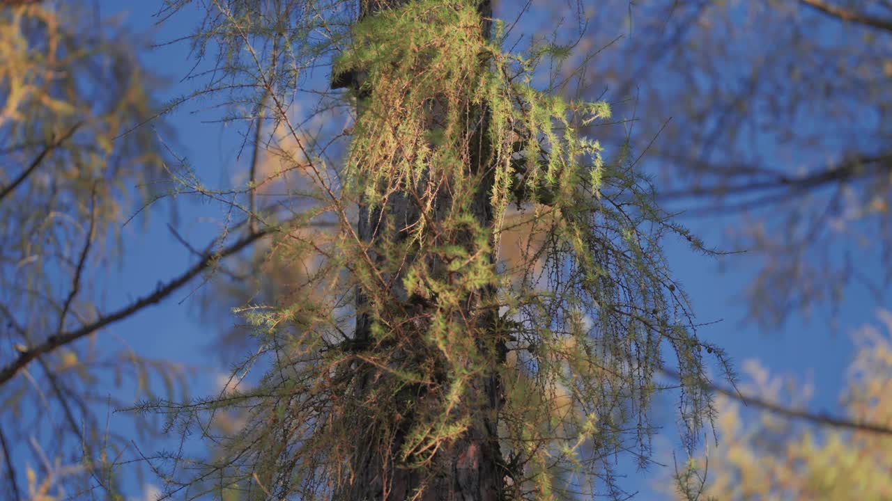 un majestuoso alerce se alza en el bosque de otoño, sus agujas doradas contrastan hermosamente contra el cielo azul sin nubes