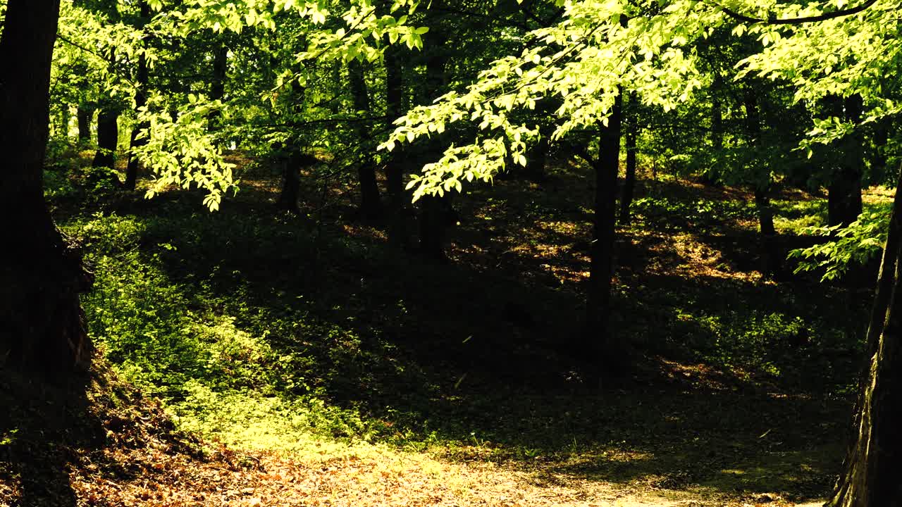 봄철 푸른 숲 사이로 빛나는 태양의 4k 영상