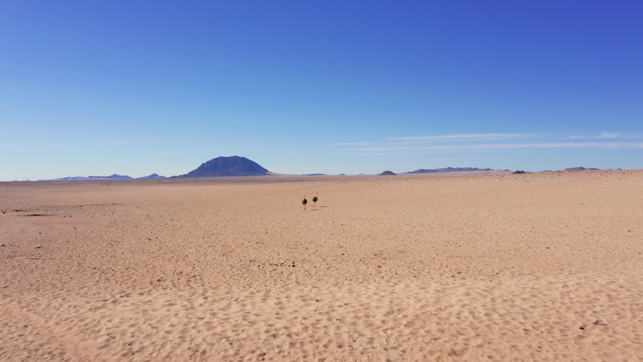 Aerial: Flying towards two ostriches in the Namibian desert