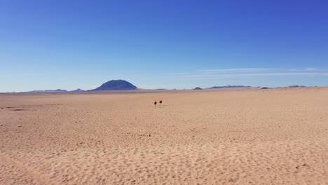 aerial: flying towards two ostriches in the namibian desert