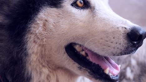 siberian husky lying on the ground.