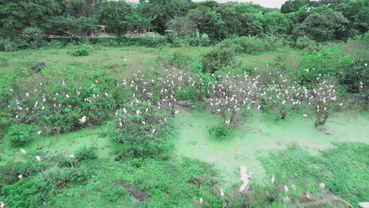 Tight drone zoom in over a vibrant wetland filled with white birds resting and flying near water, Yopal, Colombia