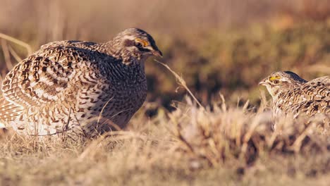 two sharp-tailed grouse face each other on golden hour prairie lek