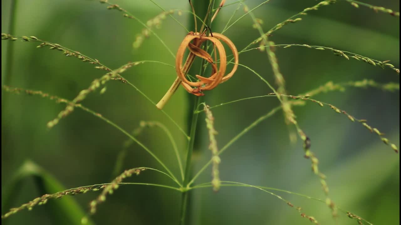 flor seca en el césped