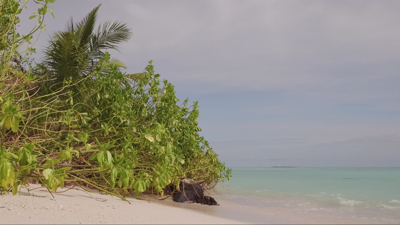 Un pequeño manglar en una playa tropical