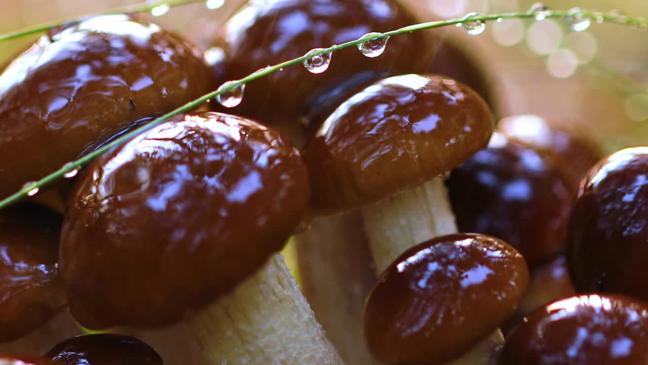 비가 오는  ⁇ 빛이 비는 숲에서  ⁇ 의 아가릭의 armillaria 버섯.