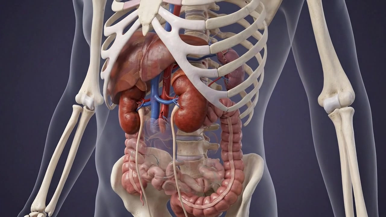 Human renal anatomy visualization with glowing kidney organs