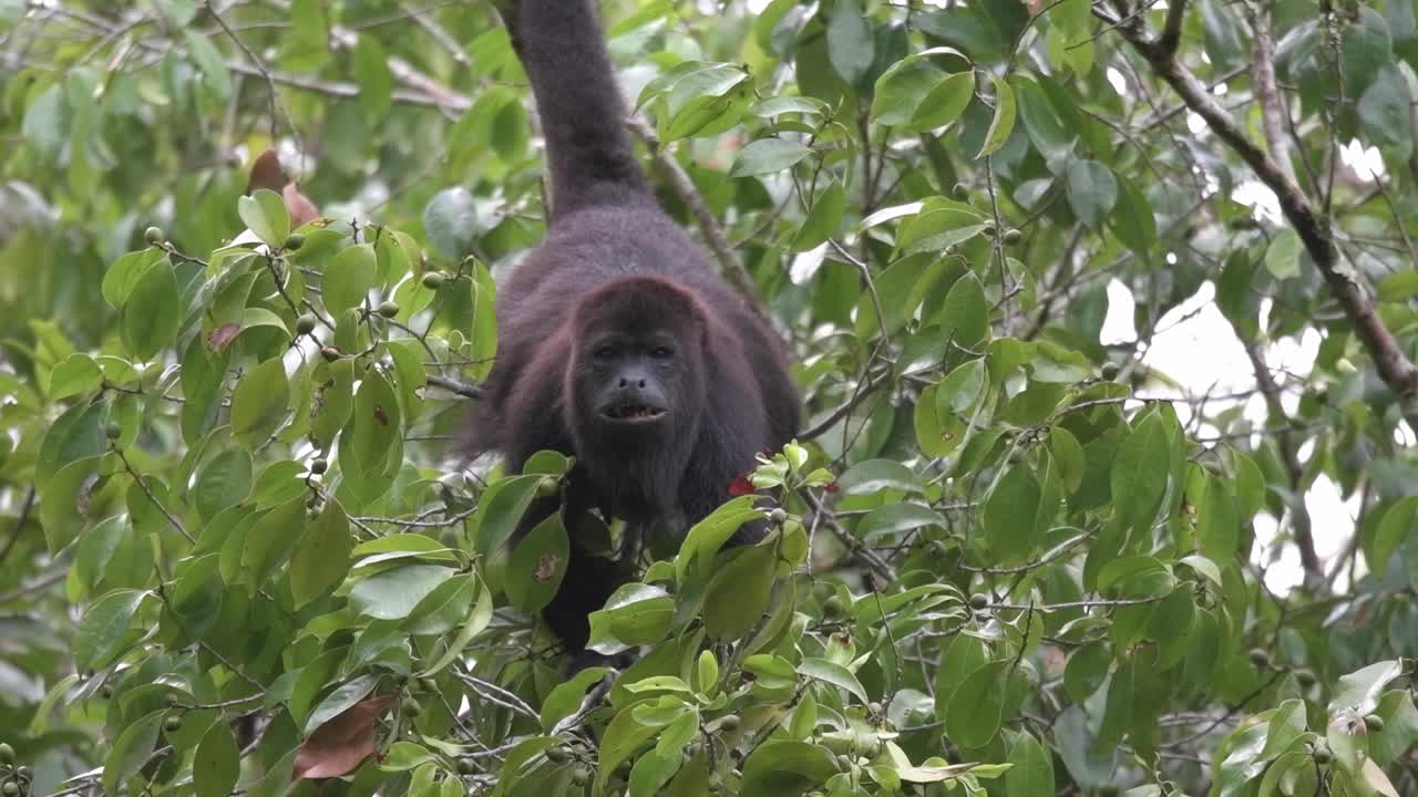 con esta información, dame un título corto, una breve descripción de 200 caracteres y 25 palabras clave separadas por comas que ayudarán a la gente a encontrar el video en línea.