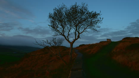 Baum-Auf-Hügeliger-Irischer-Landschaft-Mit-Einer-Steinmauer-Bei-Sonnenaufgang