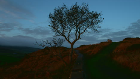 árbol en el campo irlandés montañoso con una pared de piedra al amanecer
