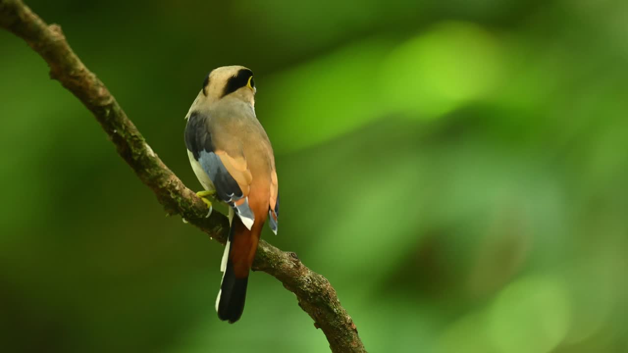 Eurilaimo dal petto argentato, Serilophus lunatus.