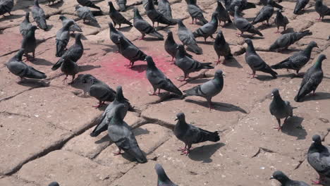 a flock of pigeons feedings on rice grains scattered on the ground at a hindu temple in the city of kathmandu, nepal