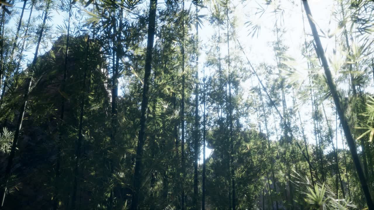 el tranquilo y ventoso bosque de bambú de arashiyama