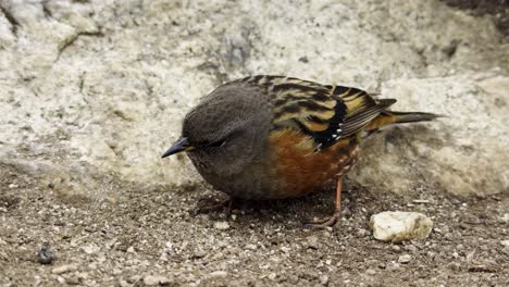 close-up of a himalayan bird perched along the ebc trekking trail, highlighting the region’s diverse high-altitude wildlife.