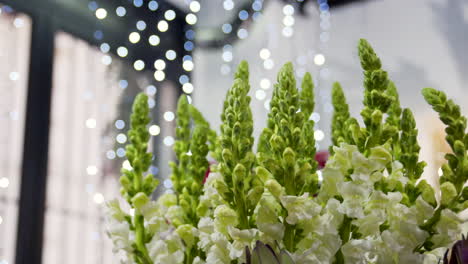 flores blancas de boca de dragón brotando en una floristería con luces en el fondo